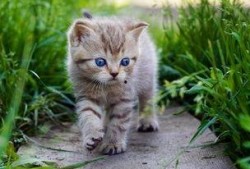 娱乐吃瓜酱牛奶猫,揭秘牛奶猫的神秘魅力