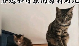 娱乐吃瓜酱牛奶猫,揭秘牛奶猫的神秘魅力